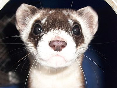 Smithsonian.com and the National Zoo have partnered to bring readers the opportunity to name one of the newest black-footed ferrets.