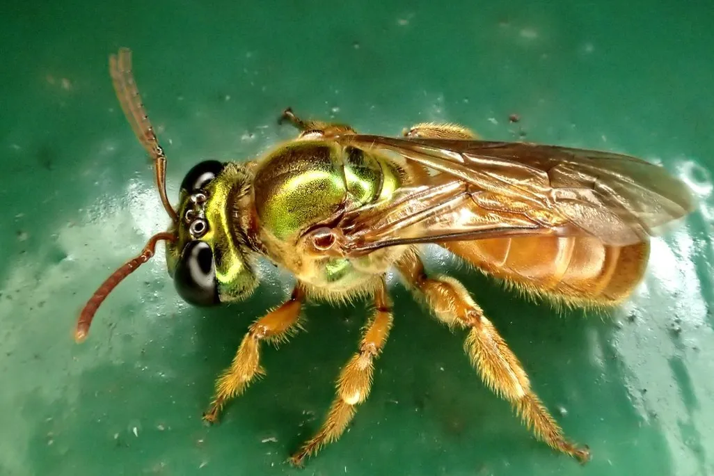 close-up of a bee