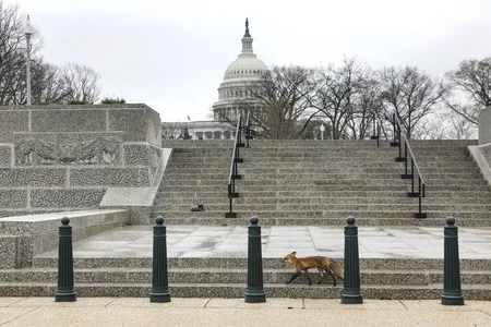 The fox&nbsp;walks near Upper Senate Park.