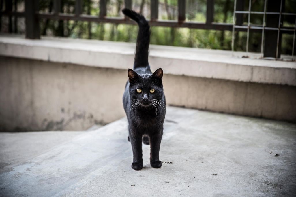 black cat