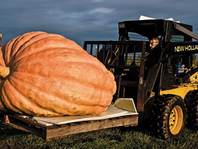 Giant pumpkin