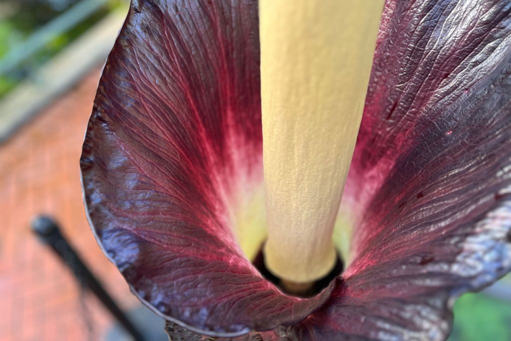 a view looking down on a corpse flower, with its long yellow spadix pointing up and a deep purple color on the inside of the petal-like spathe around it