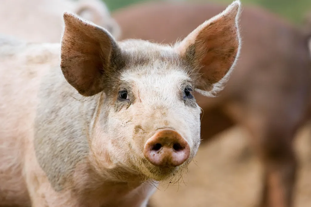 A pig