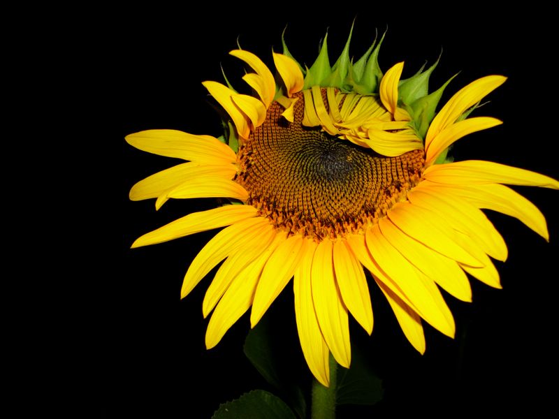 Sunflower blooming, nighttime Smithsonian Photo Contest Smithsonian Magazine
