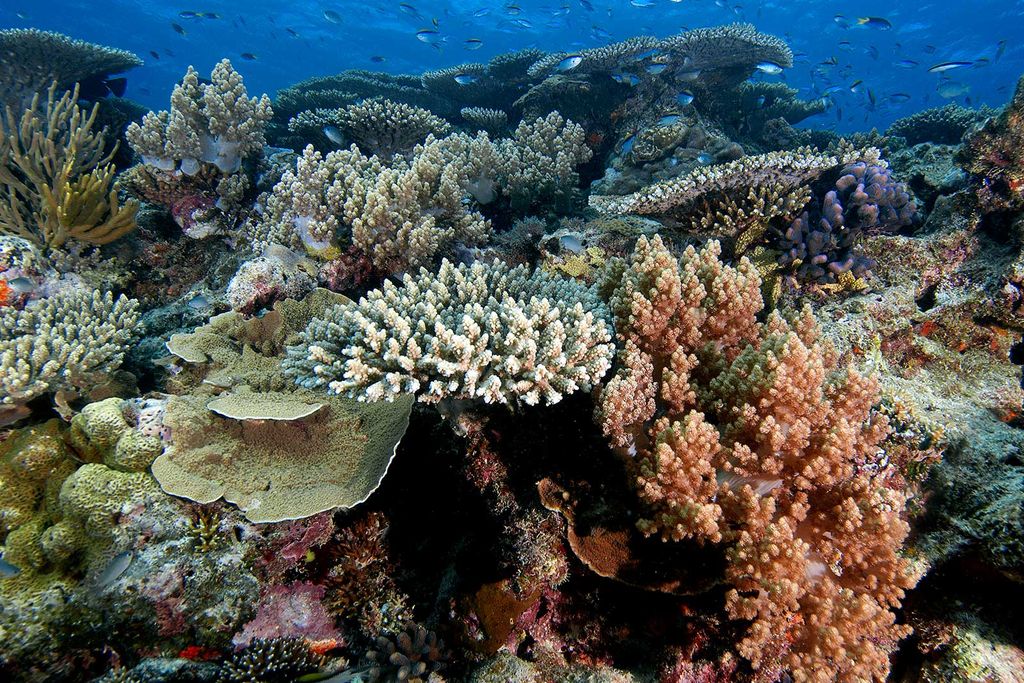 Great Barrier Reef