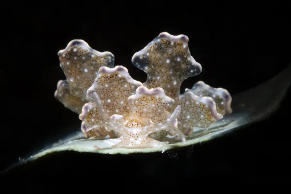 Flower Butterfly Sea Slug thumbnail