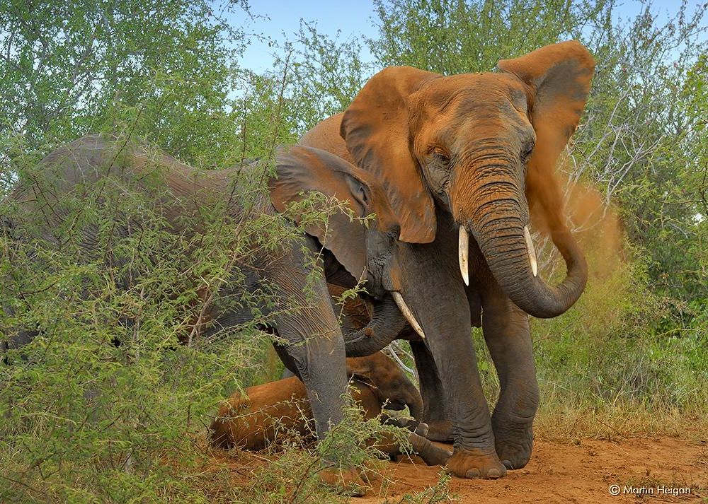 African elephant gives itself a dust bath 