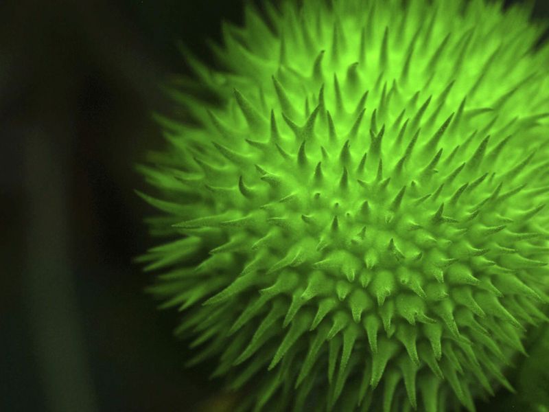 Spiny seed pod on a Moon Flower plant. Smithsonian Photo Contest