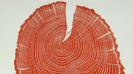 Red Acorn, 40 years old