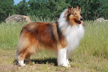 The shaded yellow phenotype produced by mutations on the ASIP gene are seen in a collie’s coat color.  


