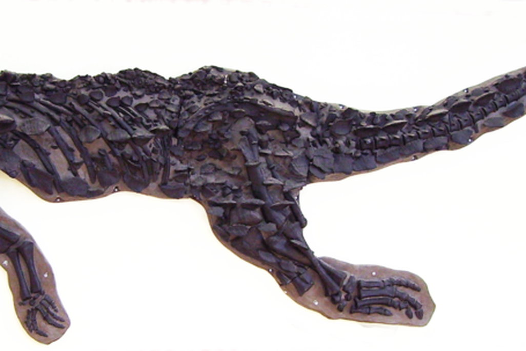 20110520083305Scelidosaurus-skeleton.png