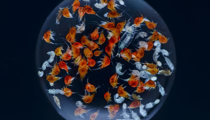 These Gorgeous Photos Capture Life Inside a Drop of Seawater