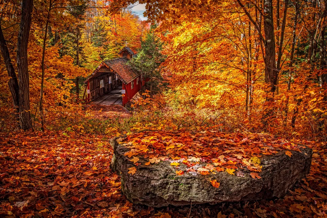 Fall foliage in 