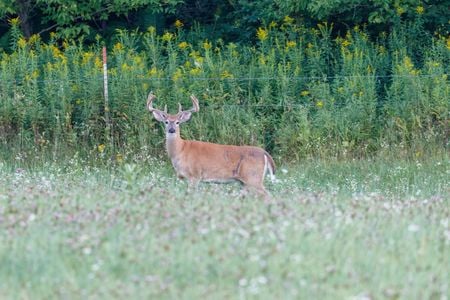 Nearly ten percent of all deer-vehicle collisions occur in the two weeks surrounding the time change in the fall.

&nbsp;