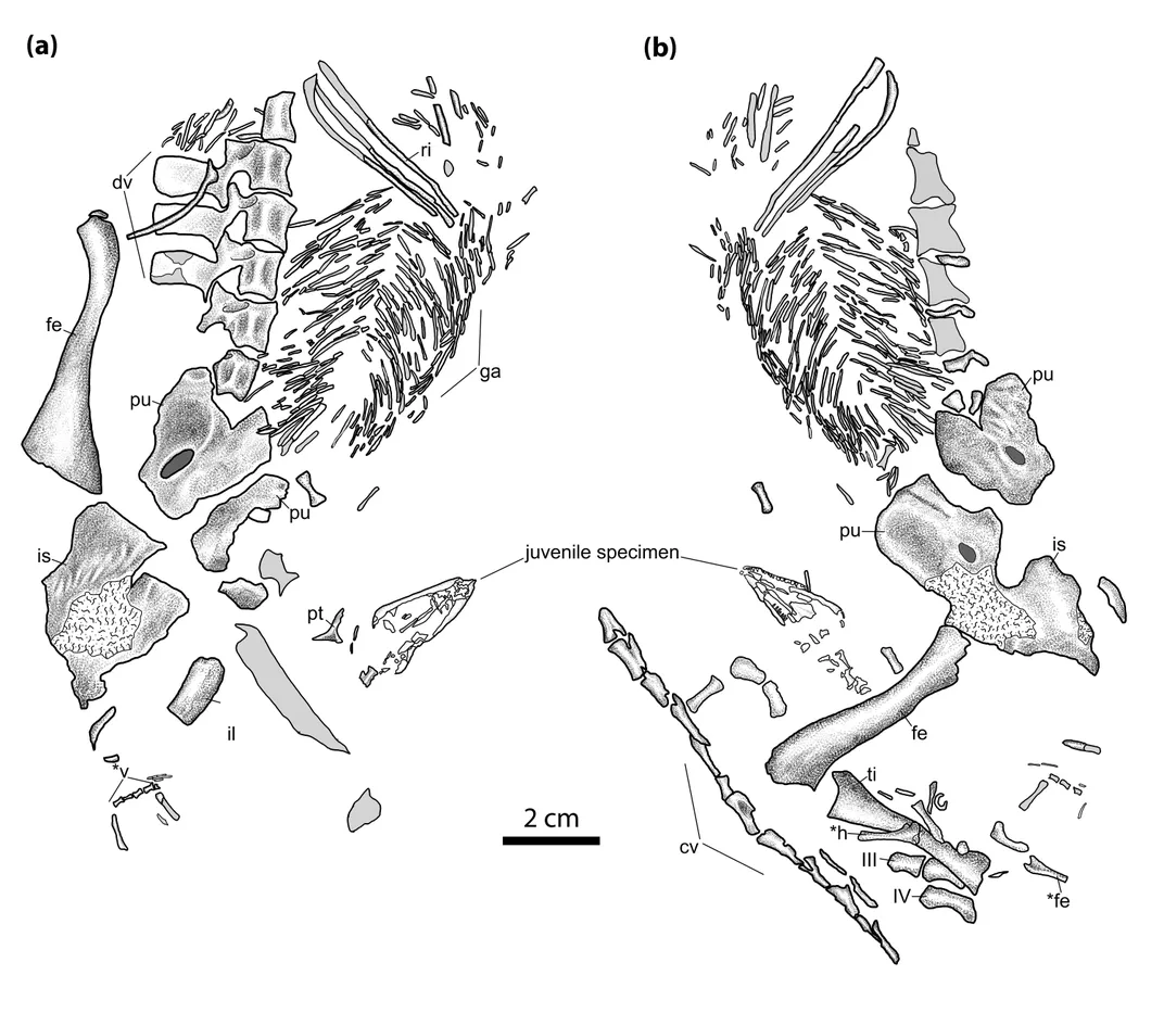 Bones Diagram