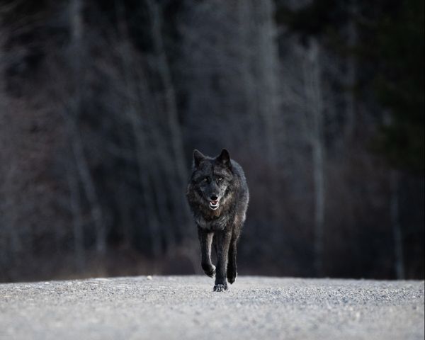 As if in a dream... A majestic wolf comes around and reminds you that reality can be much more intense.