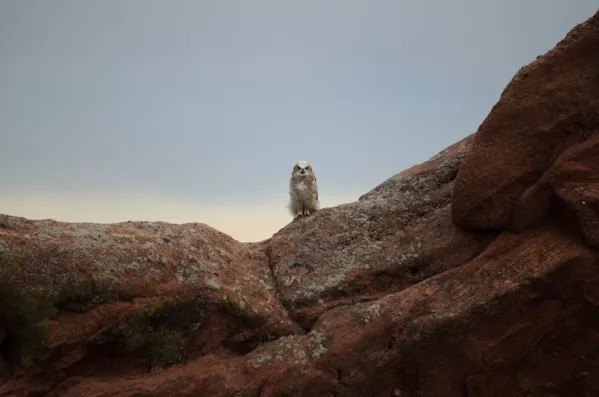 Great Horned Owlet thumbnail