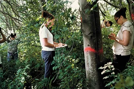 Researchers search for Asian longhorned beetles among Worcester's hardwoods.