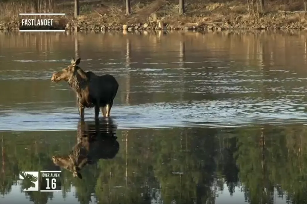 Moose standing in river