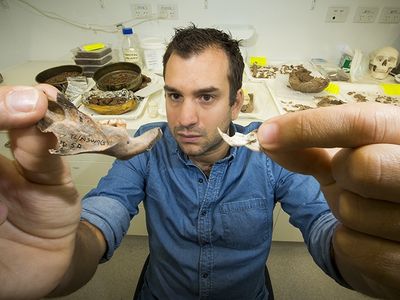 Researcher Julien Louys holds the jaw bone of an ancient giant rat species discovered in East Timor (left) and the same bone from a modern rat (right)