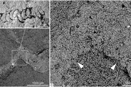 Agglutinated walls in Palaeopascichnus linearis from the khatyspyt formation