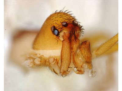 The Chilarchaea quellon trap-jaw spider can snap its long chelicerae shut in about a quarter of a millisecond.