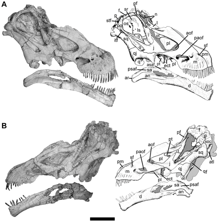 20110520083304titanosaur-skull-plos.png
