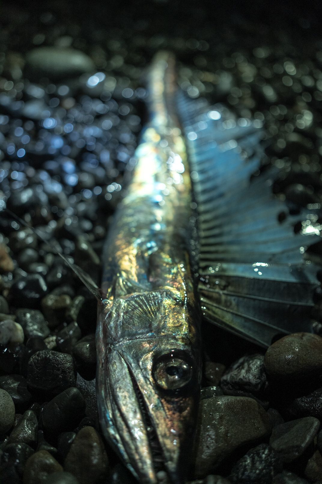 Young Lancetfish | Smithsonian Photo Contest | Smithsonian Magazine