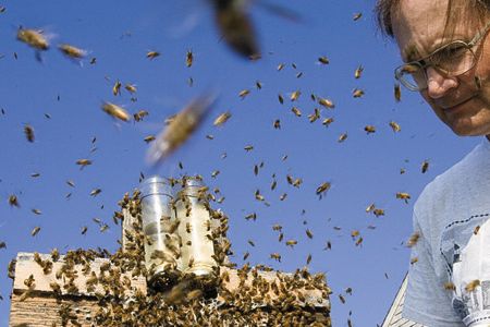 Biologist Thomas Seeley says animals other than bees use swarm intelligence—including, sometimes, people.
