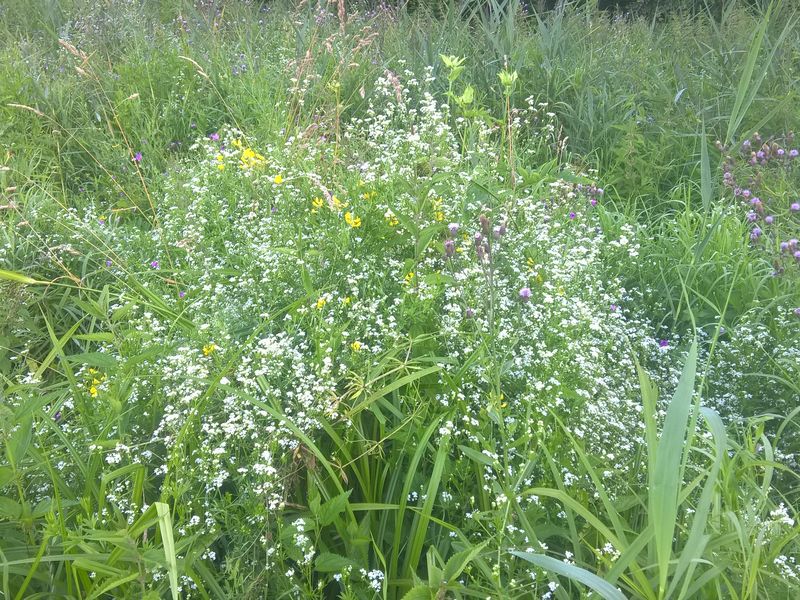 Beautiful Russian plants and flowers in the forest Smithsonian Photo