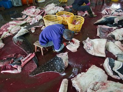 A scene from the whale shark processing factory, where the endangered species are turned into meat, medicinal supplements and cosmetics. 