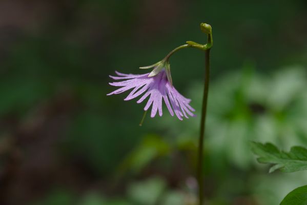 Alpine spring flower thumbnail