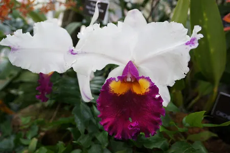 Cattleya aurantiaca