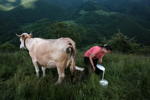 woman milking a cow in Rogojel thumbnail