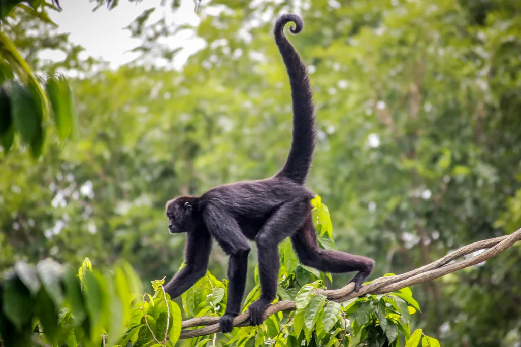 A black spider monkey walks across and branch against a green backdrop