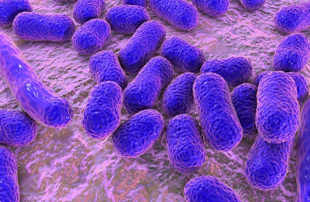 Acinetobacter baumannii