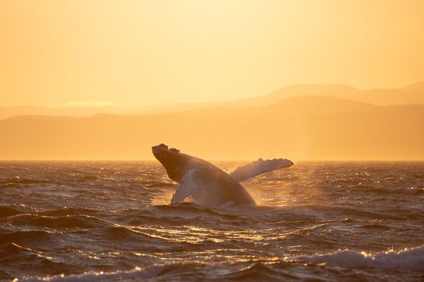 The Dance of The Humpback Whale thumbnail