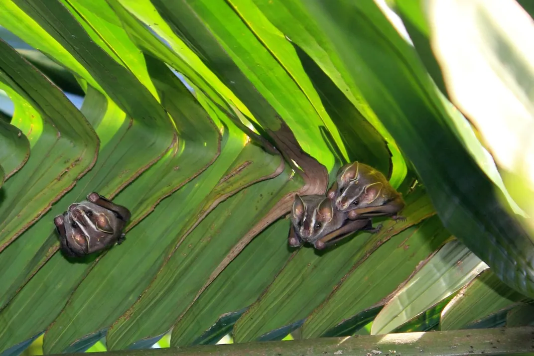 Bats Under Leaf