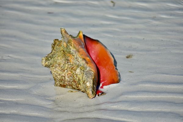 Beautiful Conch Shell thumbnail