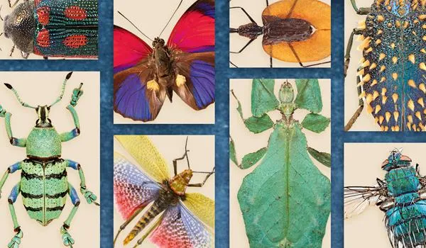 Interesting insects collage (mobile)