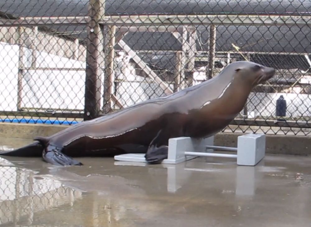 2013040209203404_02_2013_sea-lion-beat.jpg