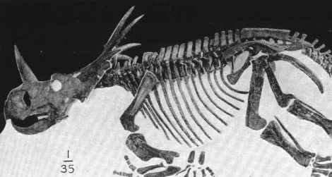 Styracosaurus at the American Museum of Natural History