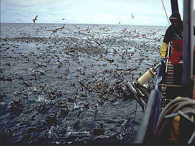 Seabirds with longline fishing vessel