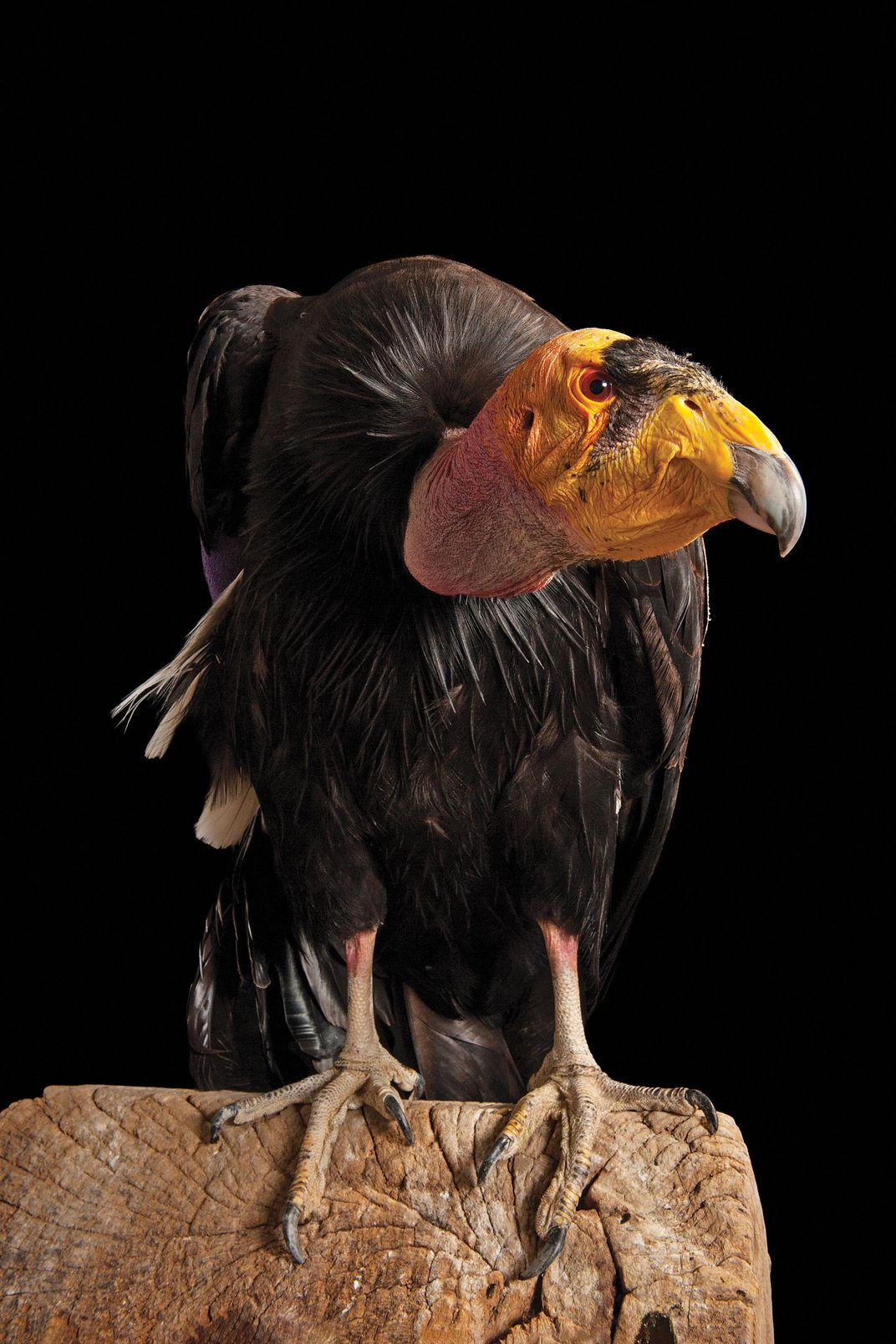 Captive Condor