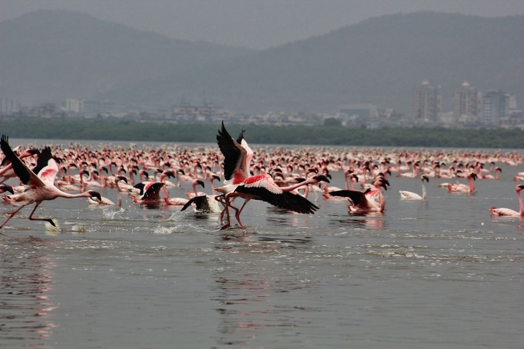 flamingos