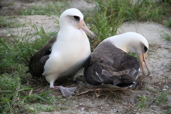 Wisdom, left, and her mate at the Midway Atoll National Wildlife Refuge