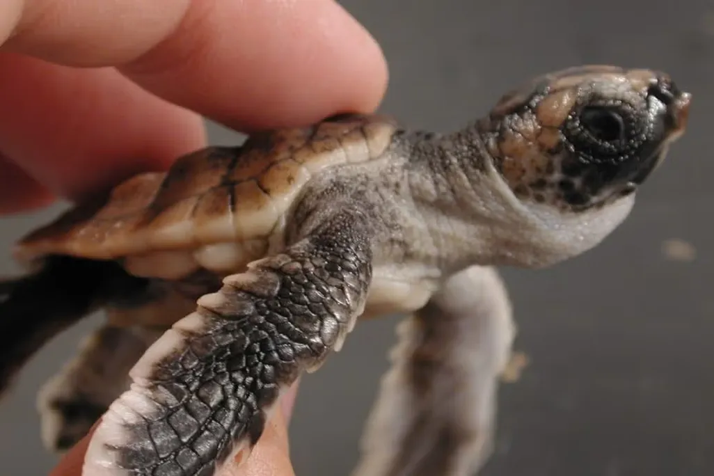 Close-up of a baby turtle in a human hand