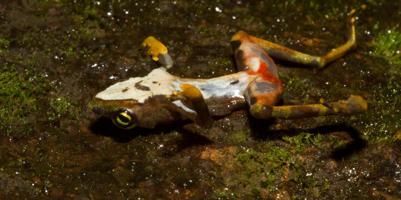 Scientists Use Climate Data to Map and Predict Outbreaks of Amphibian ...