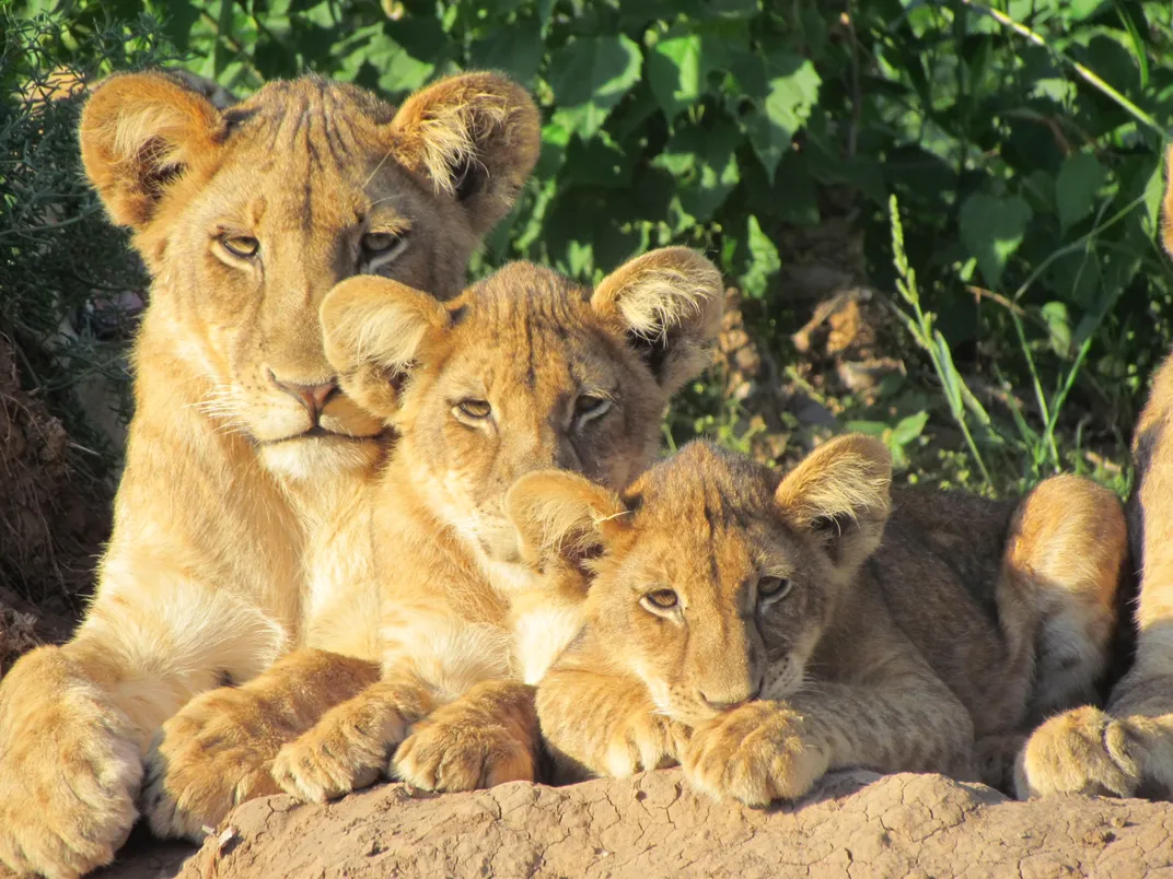 Lions in Botswana. Credit: Luke Harris