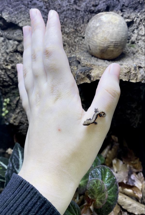 A newly hatched mourning gecko perched on my hand thumbnail